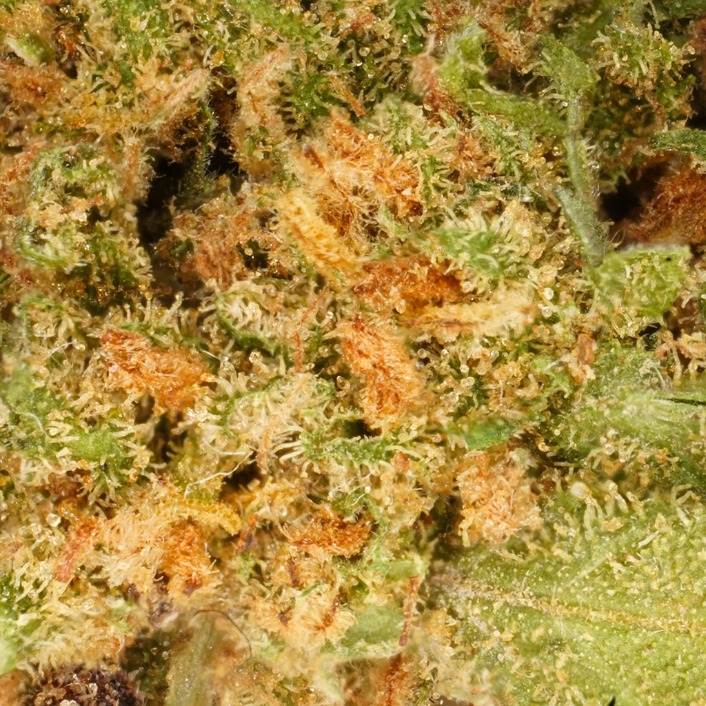 White Widow cogollos pequeños hidro