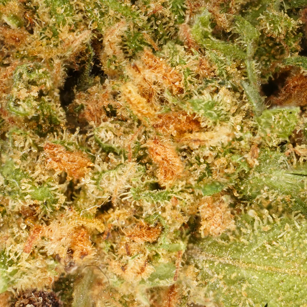 White Widow cogollos pequeños hidro