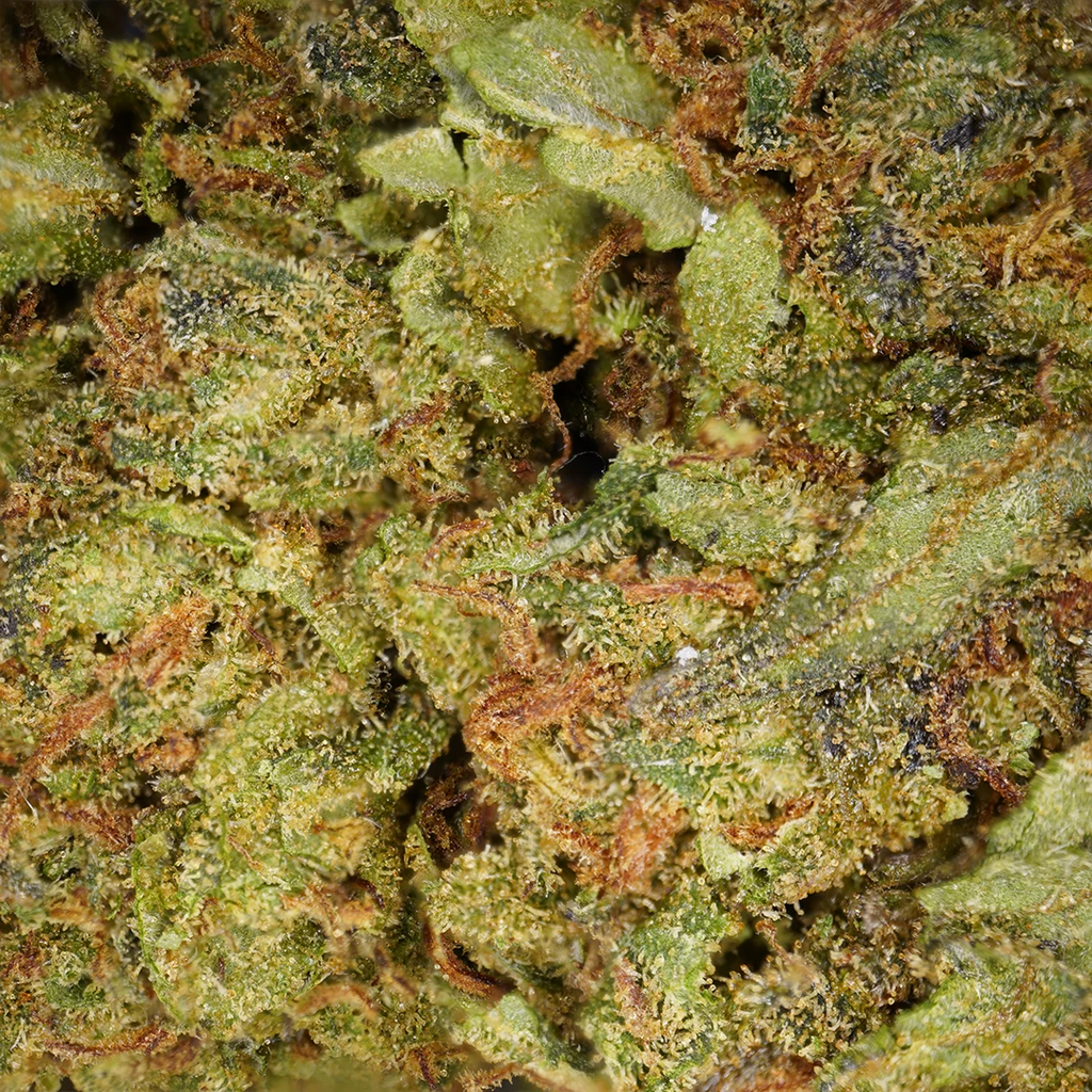 Amnesia (Interior)