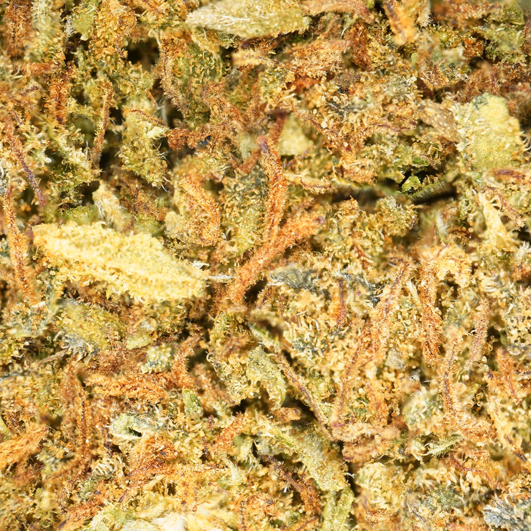 Jack Herer (Invernadero)