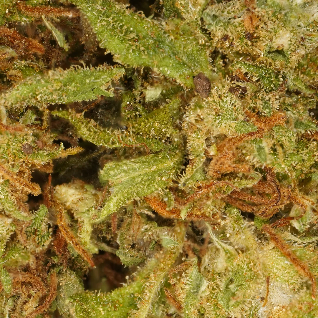 Orange Bud (Invernadero)