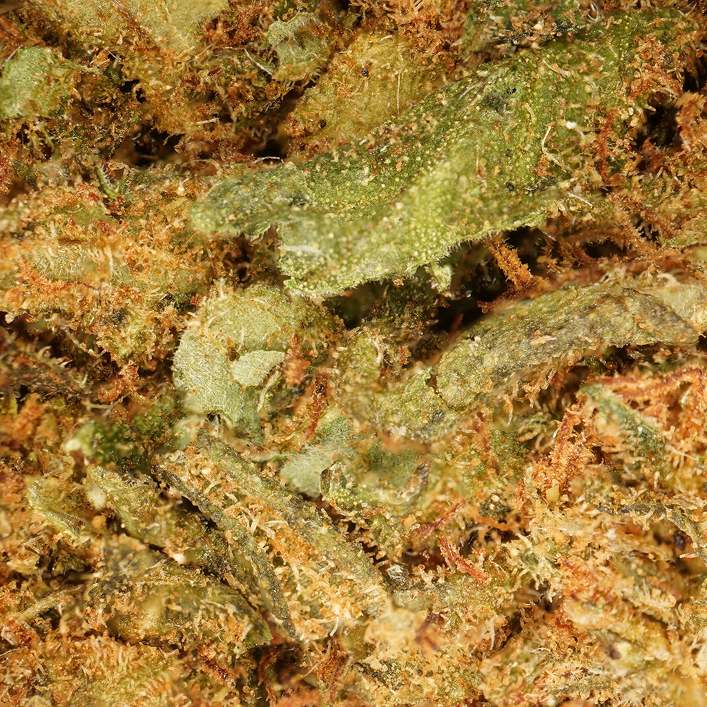 OG Kush (Invernadero)