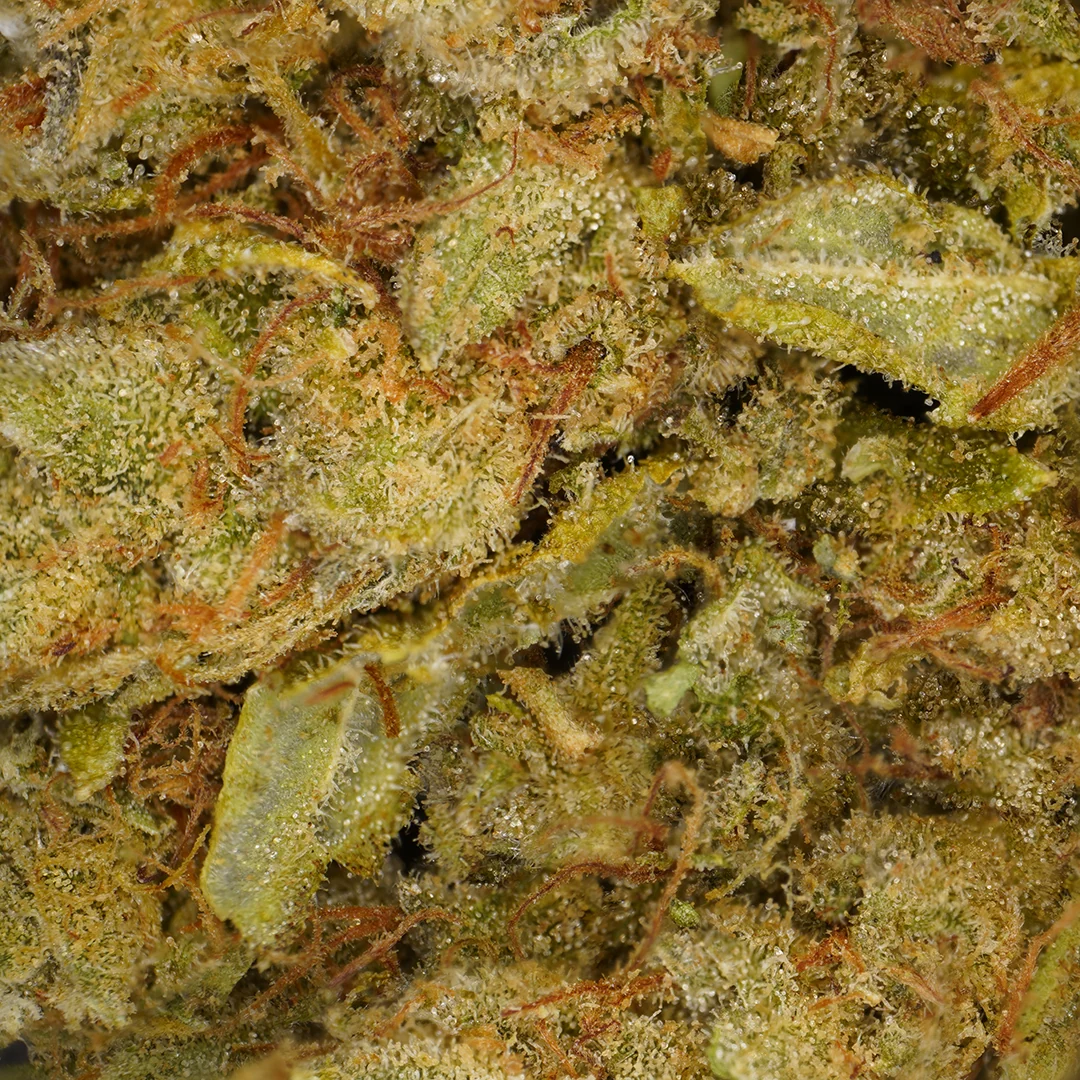 Amnesia Hidro