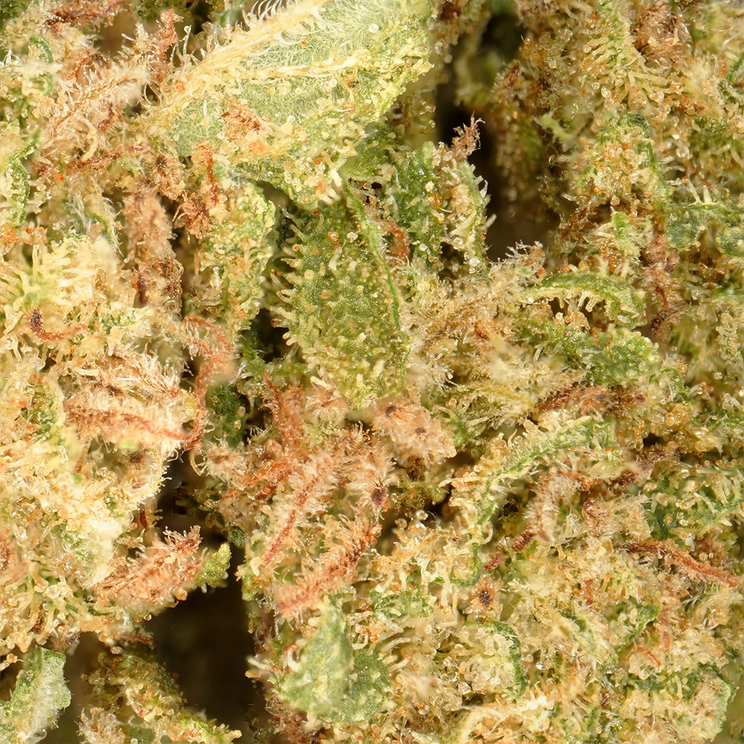 Orange Bud cogollos pequeños