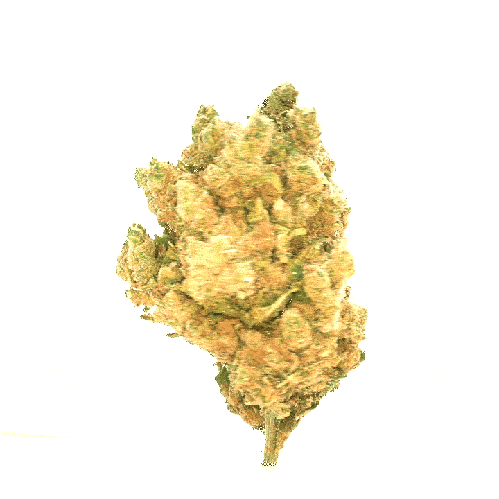 Amnesia Hidro