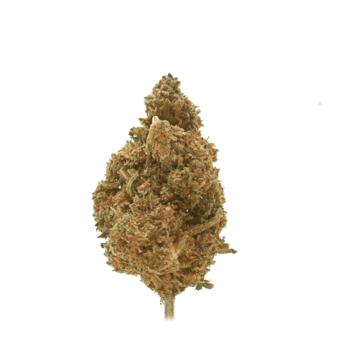 Jack Herer (Invernadero)