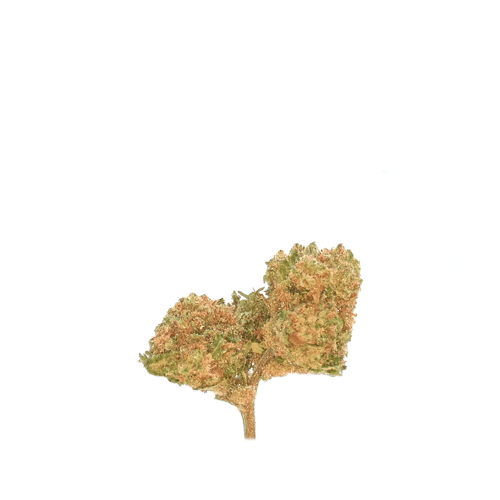 Harlequin (Invernadero)