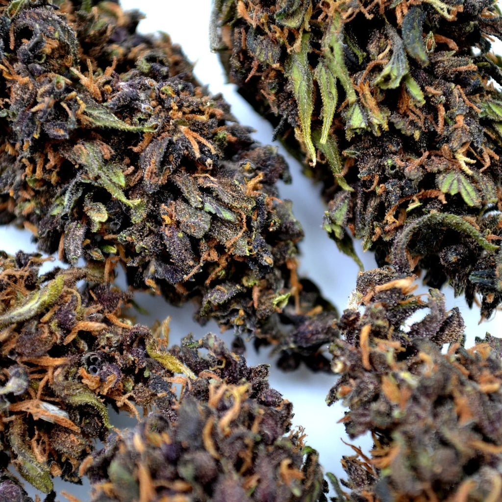 Purple Haze (Interior)
