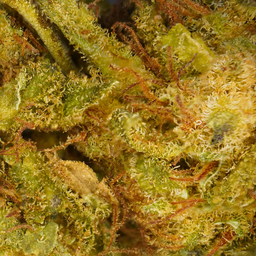 Lemon Haze (Invernadero)